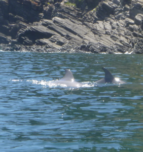 Dolphins near Rapid Bay